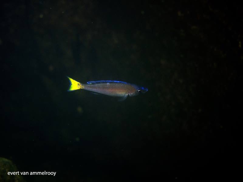 Cyprichromis leptosoma 'Isanga Bay'